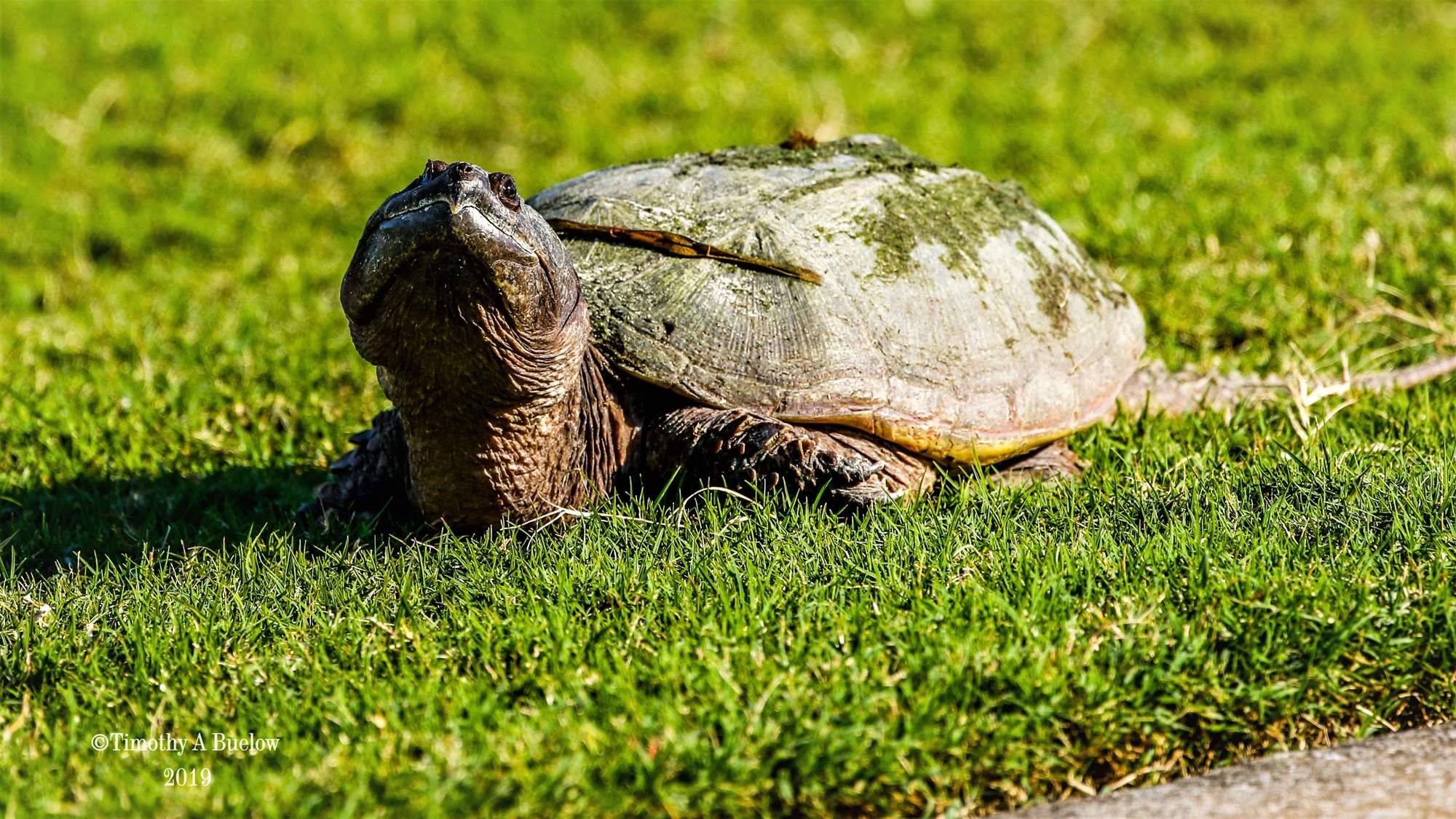Home_Nature_Photo_Gallery_Snapping_Turtle