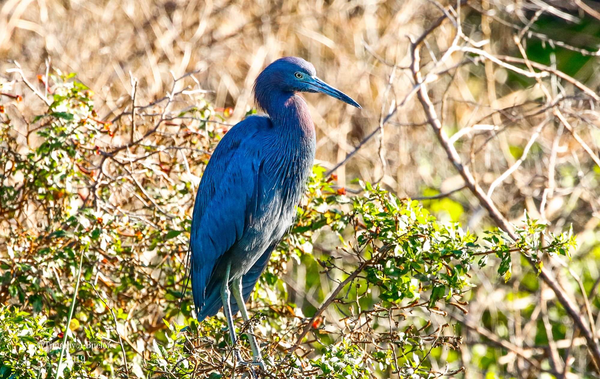 Little_Blue_Heron_2