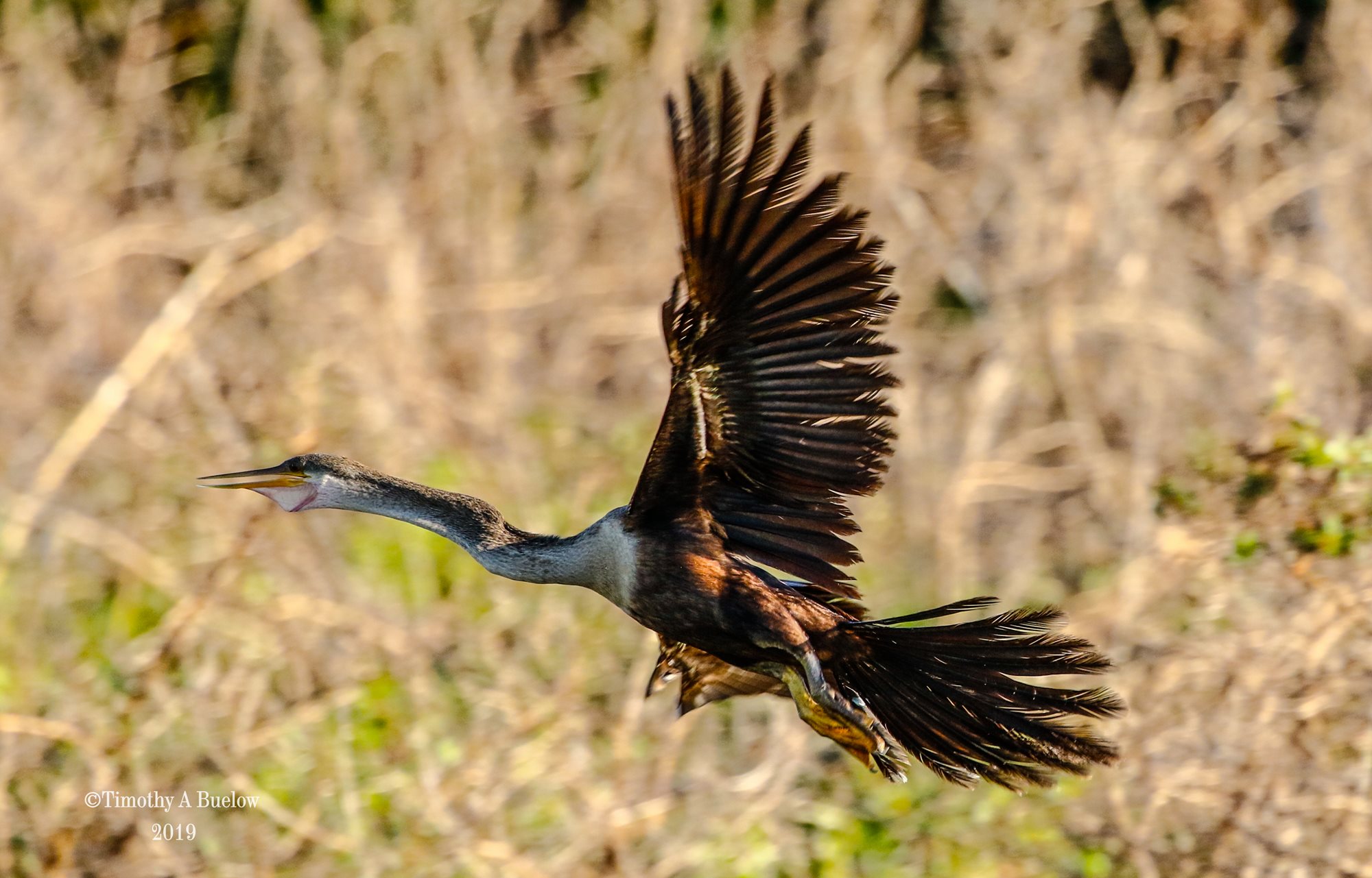 Home_Nature_Photo_Gallery_Anhinga