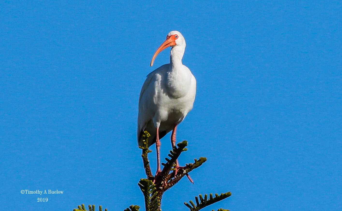 White_Ibis