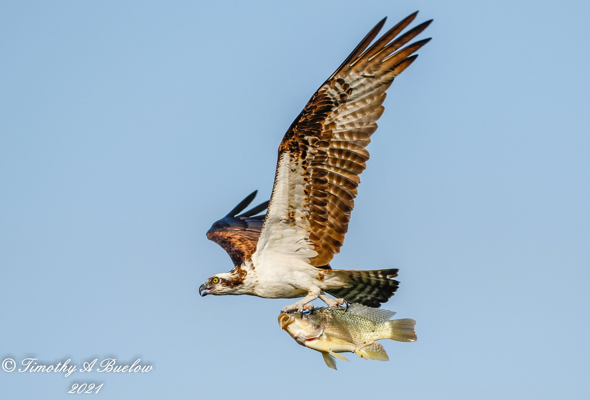 Osprey_w_fish-26