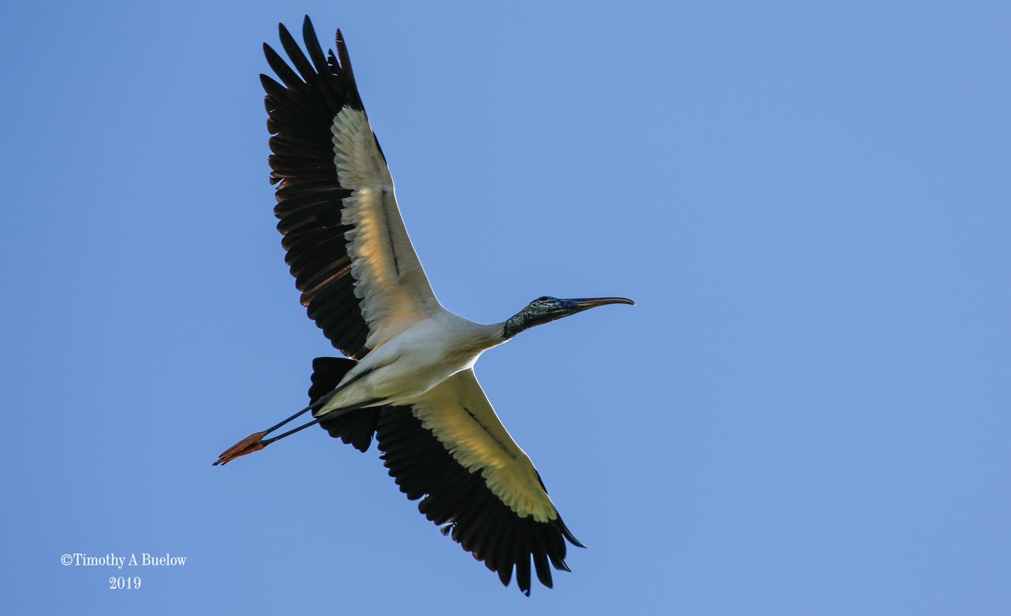 Wood_Stork_1