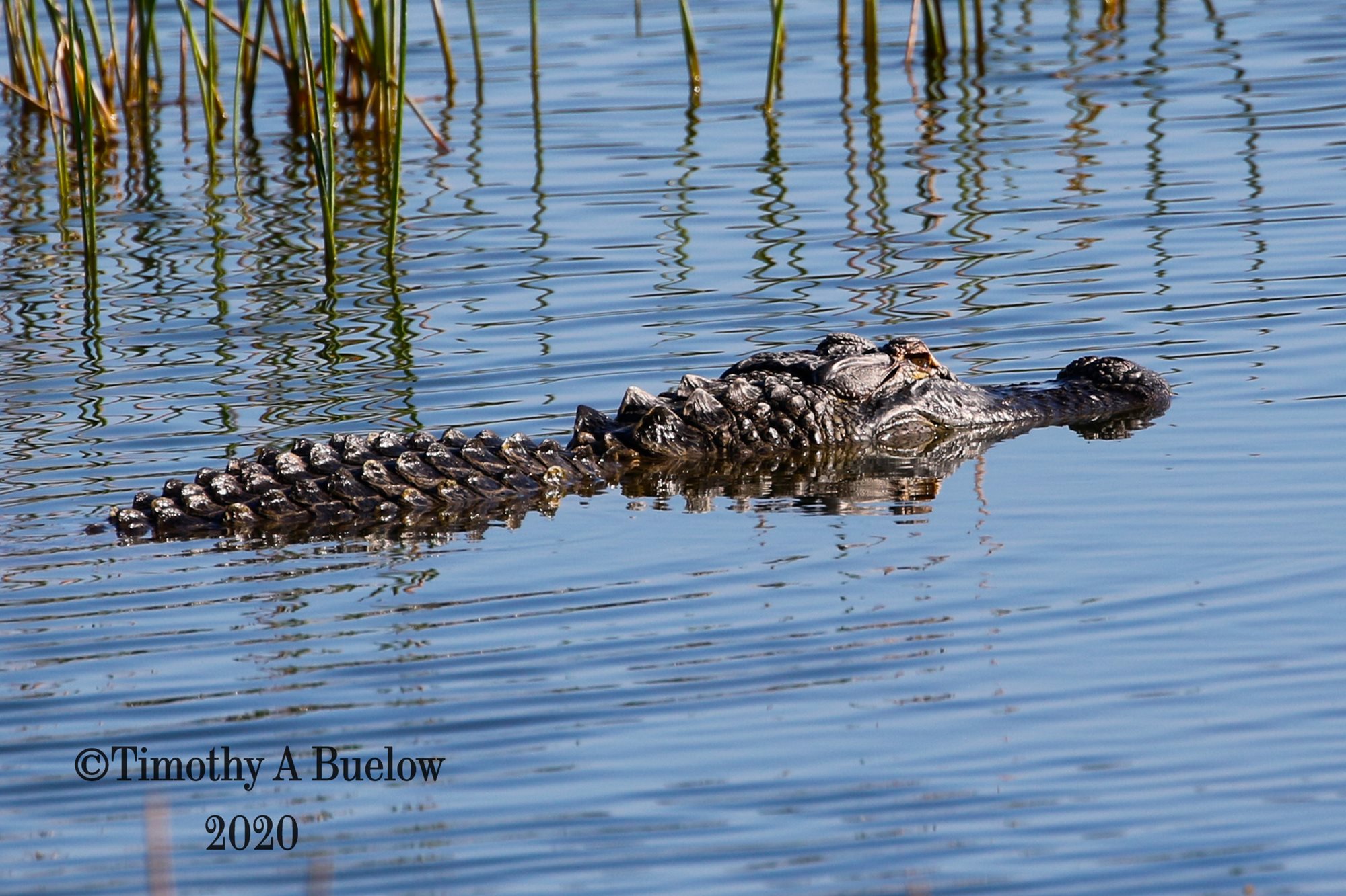 Alligator-18