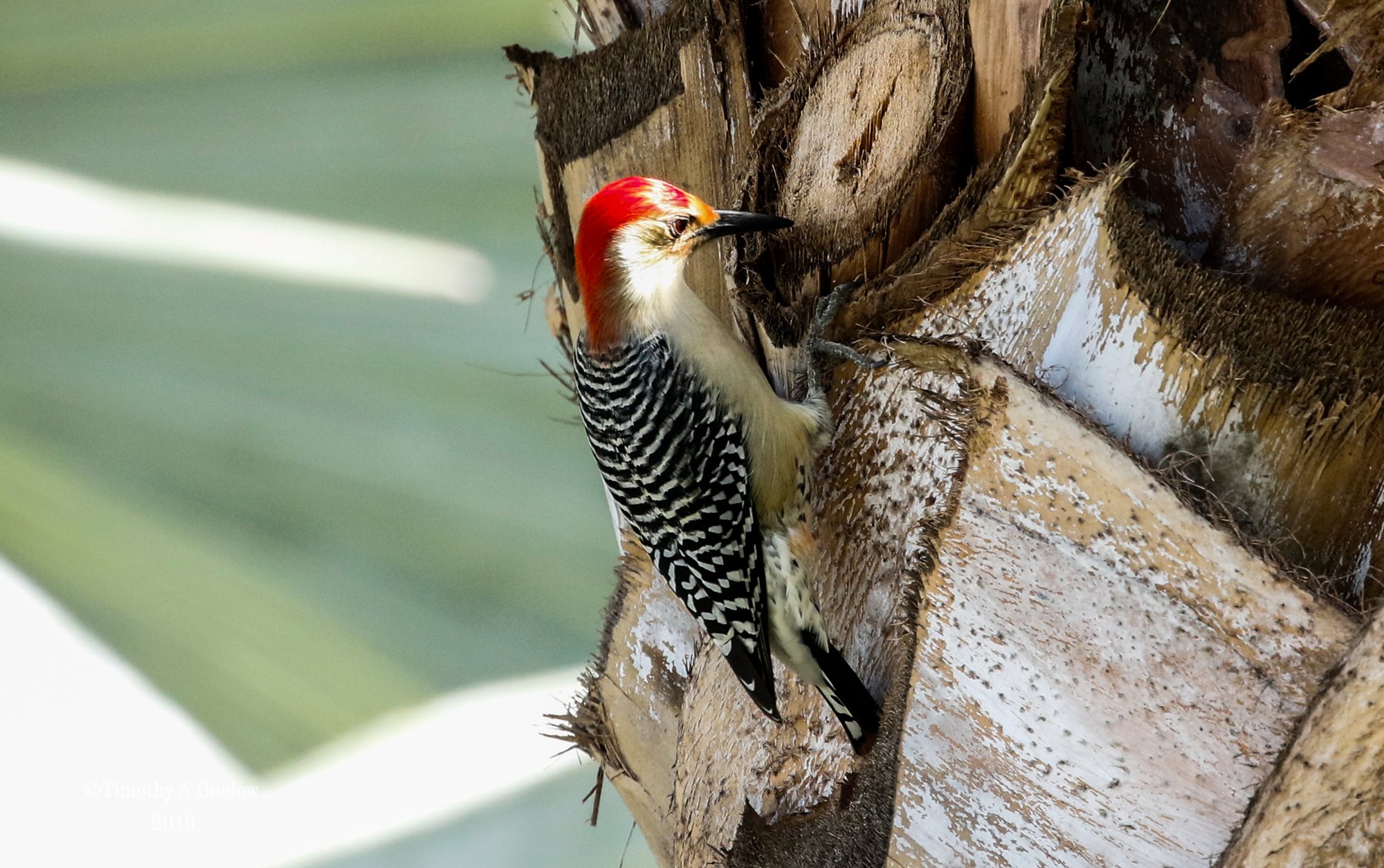 Red_Bellied_Woodpecker